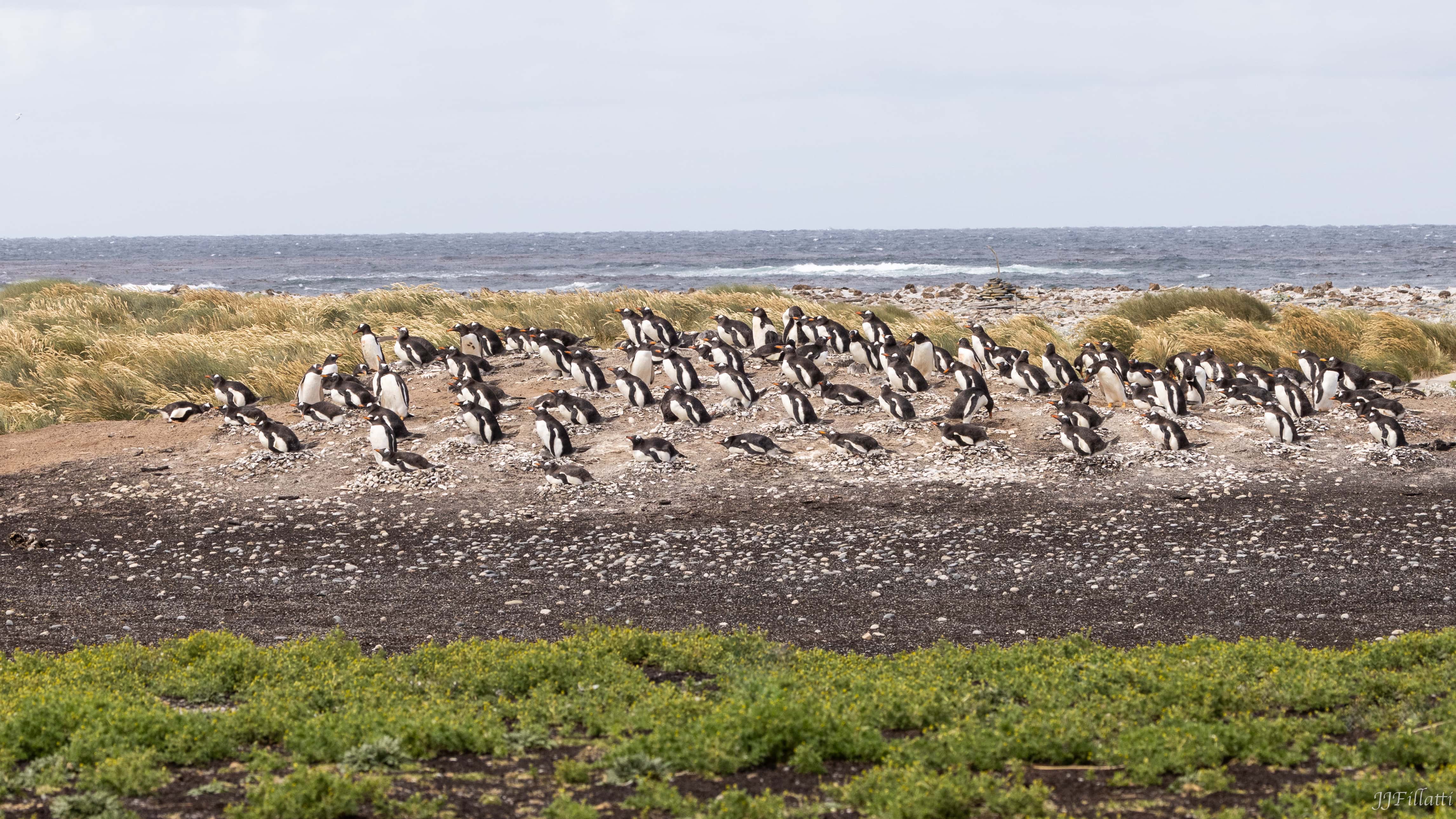 bird of the falklands image 24